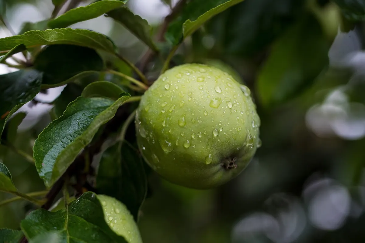 Seasonal UK Fruit Ripening Calendar: What to Pick and When